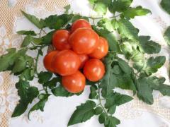 Фото 1 Тепличные свежие томаты, г.Липецк 2015