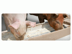 Фото 1 Комбикорма для свиней, г.Глазов 2017