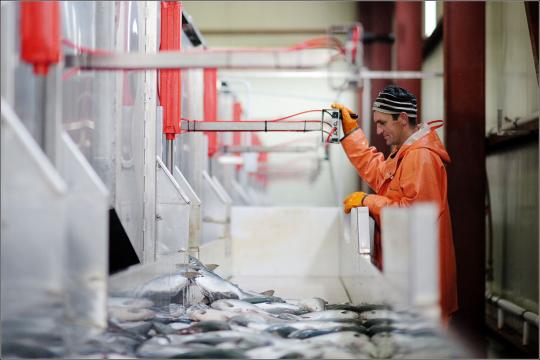 Фото 6 Рыбоперерабатывающий завод «Восточный берег», г.Ключи