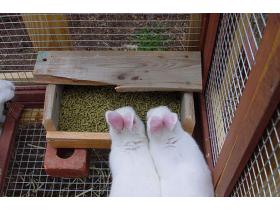 Комбикорм гранулированный для кроликов