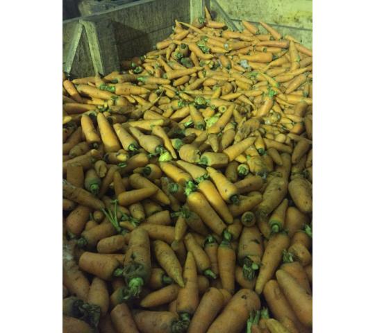 Фото 3 Морковь лом, мытая на переработку, г.Кемерово 2019