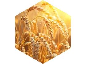 Мягкая пшеница продовольственная