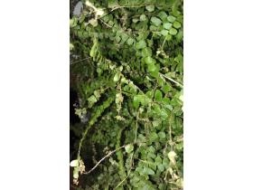 Фитостена — вертикальные сады с автополивом (экостены)