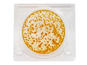 Экспресс тест на E.coli и колиформные бактерии