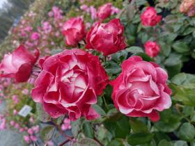 Розы сортовые саженцы