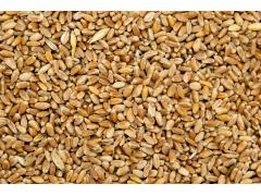 Пшеничная крупа (пшеница)