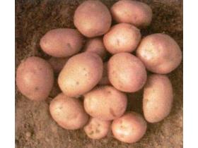 Продовольственный картофель на вес
