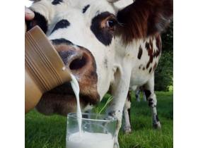 Молоко сухое цельное и обезжиренное
