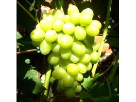 Саженцы винограда «Дарья»